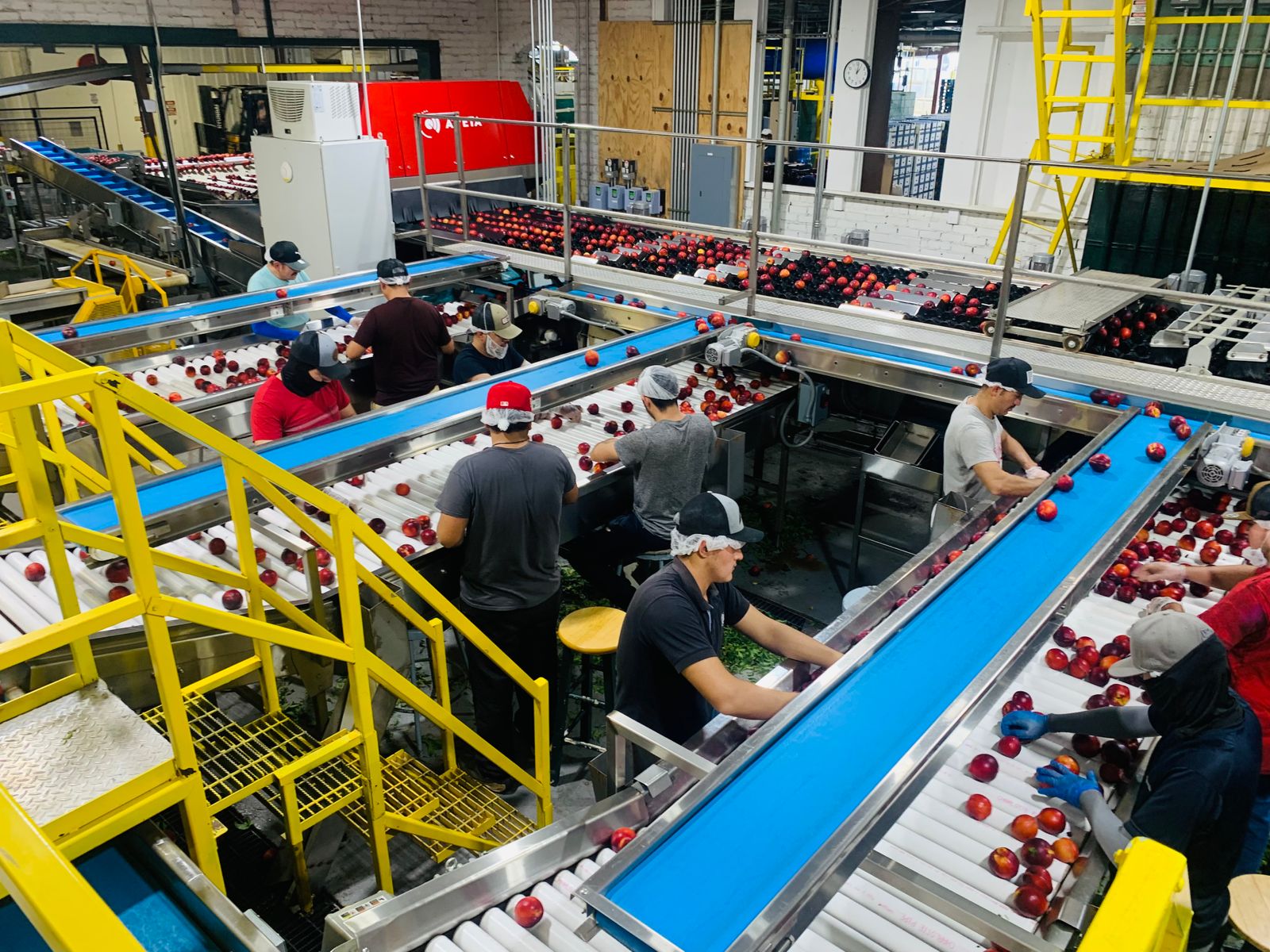 Workers sorting apples on a food processing conveyor