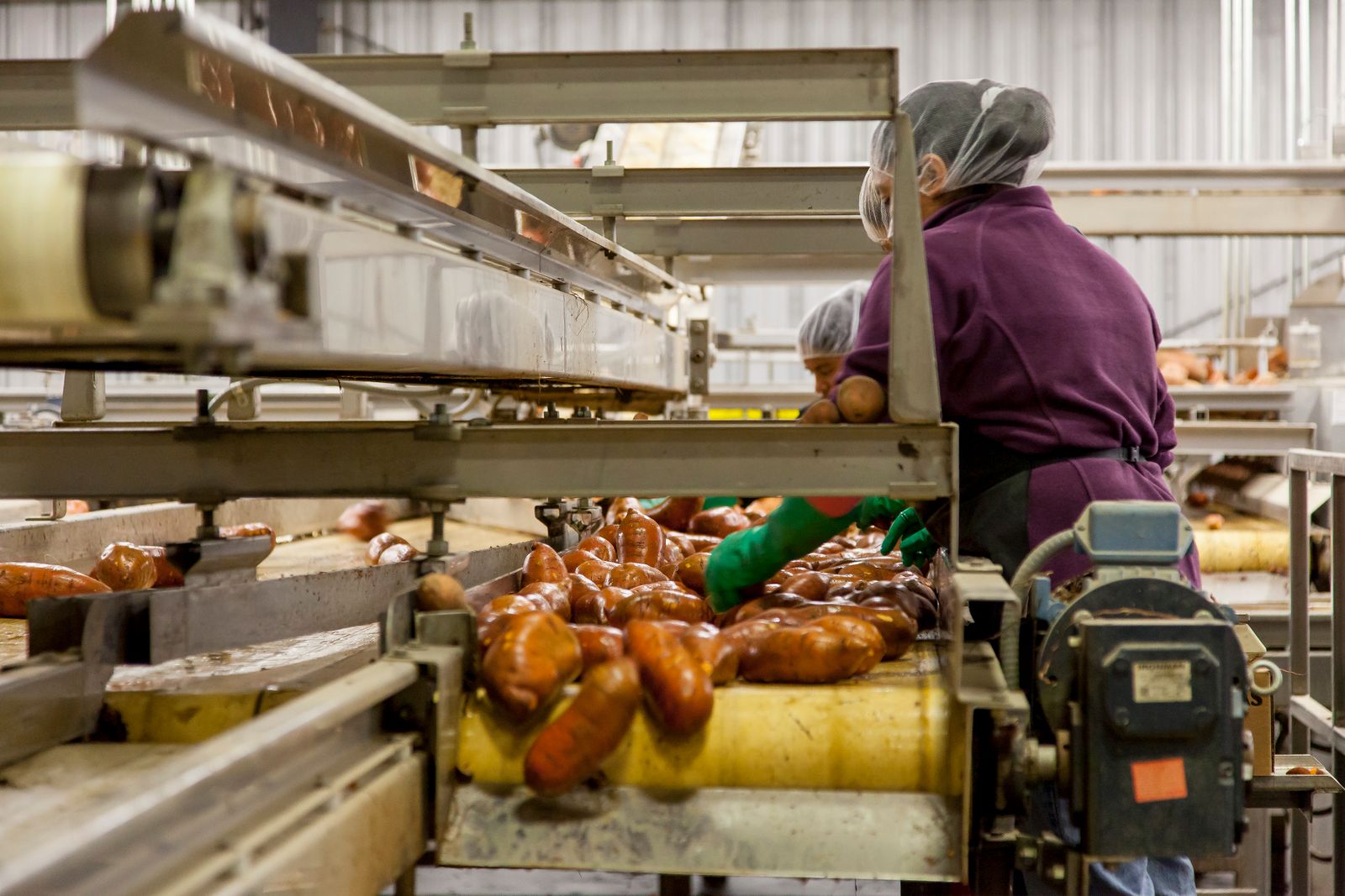 Workers sort sweet potatoes on a processing line